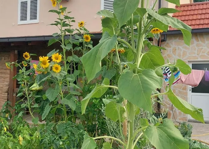 foto di Apartman Mustapic Pižnovac